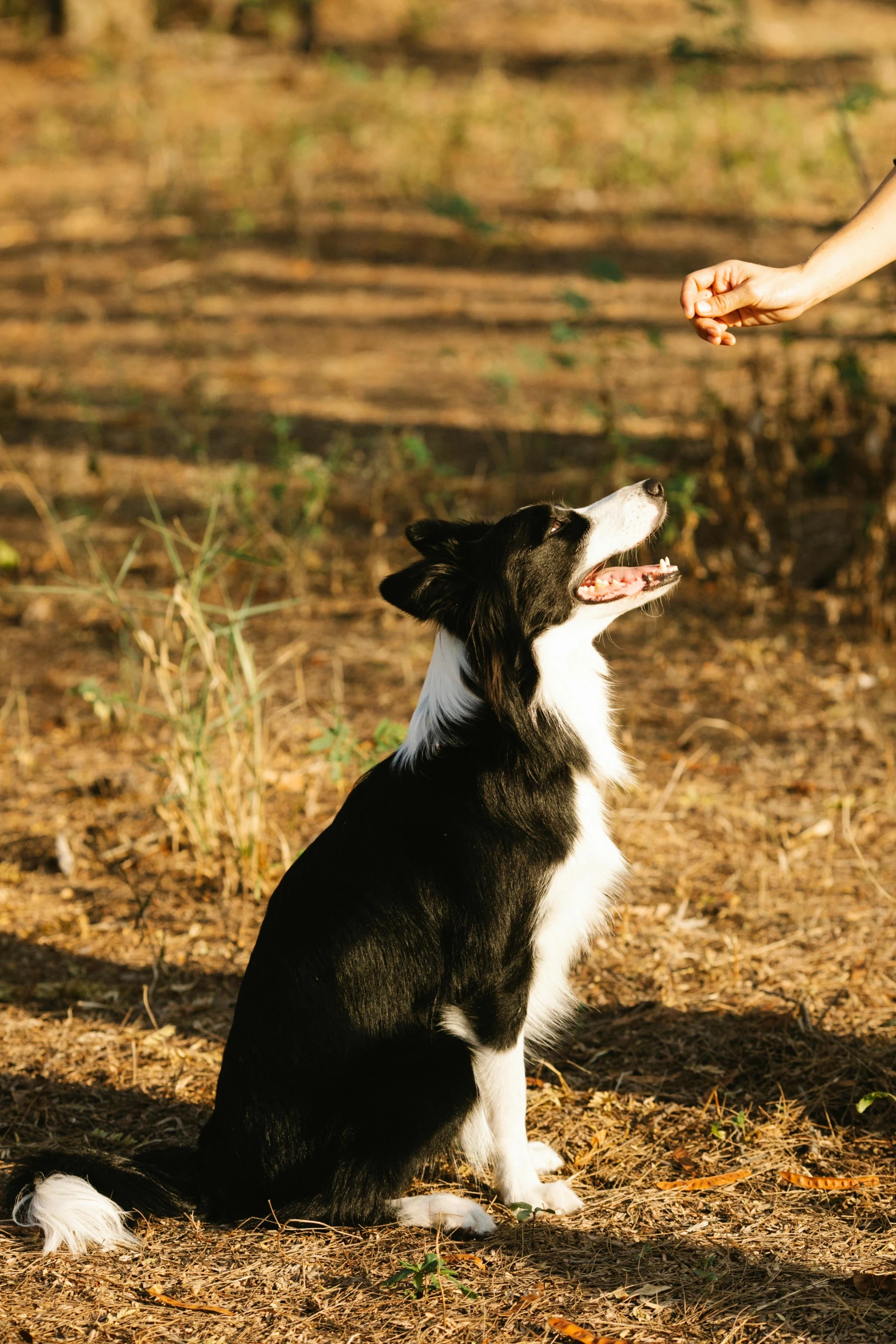 a woman standing next to a black and white dog, unsplash, having a snack, aussie, play of light, hands