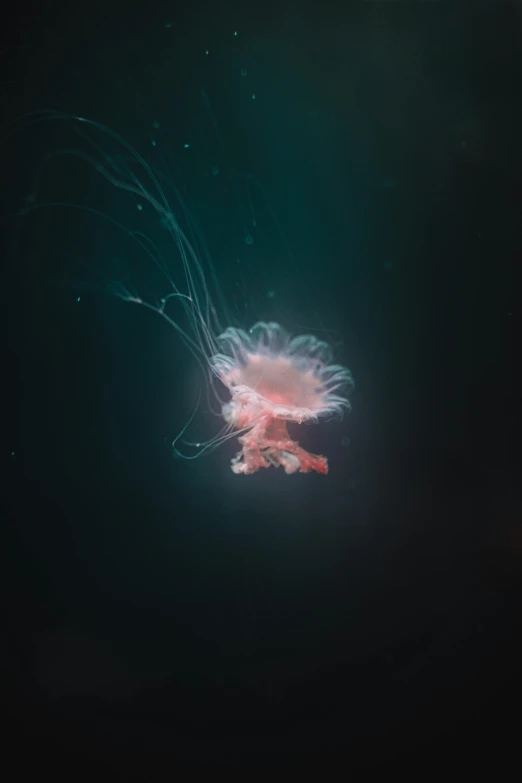 a jellyfish floating in the dark water, a microscopic photo, unsplash contest winner, light and space, red nebula, taken in 2022, on grey background, mariana trench