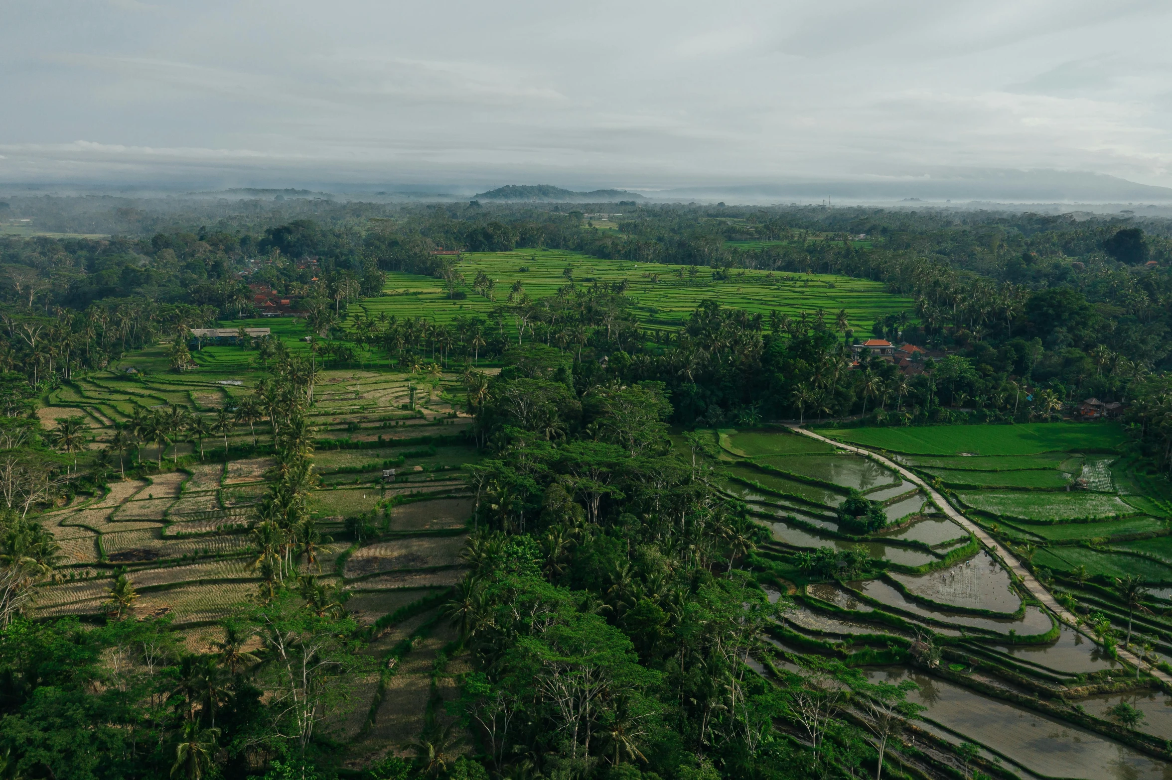 an aerial view of rice fields and palm trees, overlooking a valley with trees, arsitektur nusantara, carson ellis, grey