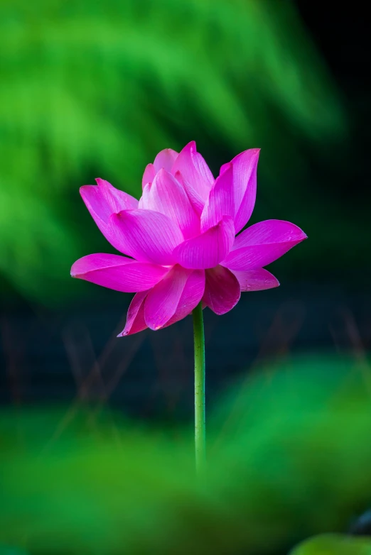 a pink flower with green leaves in the background, by Reuben Tam, unsplash, standing gracefully upon a lotus, vietnam, paul barson, taken in the late 2010s