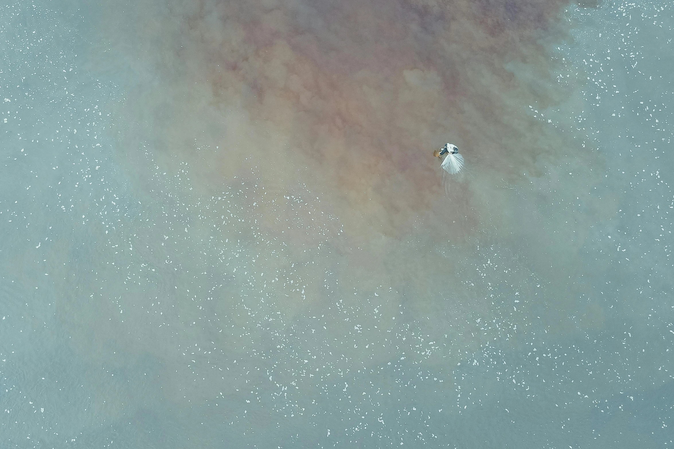 a bird that is standing in the water, inspired by Attila Meszlenyi, unsplash contest winner, light and space, dusty space suit, satellite view, movie still 8 k, floating crystals