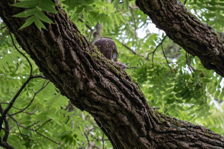 a bird sitting on top of a tree branch, facing away from the camera, sitting under a tree, very very small owl, 2022 photograph