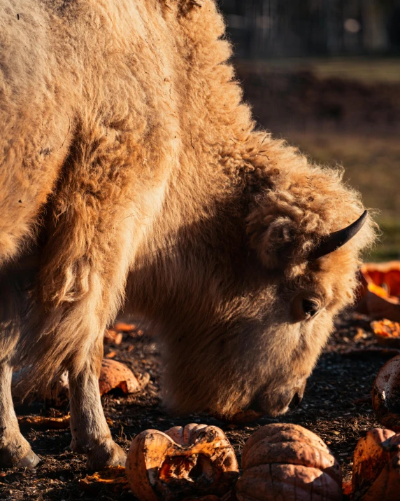 a bison standing next to a pile of nuts, by Jan Tengnagel, trending on unsplash, fluffy orange skin, late autumn, gently caressing earth, high quality photo