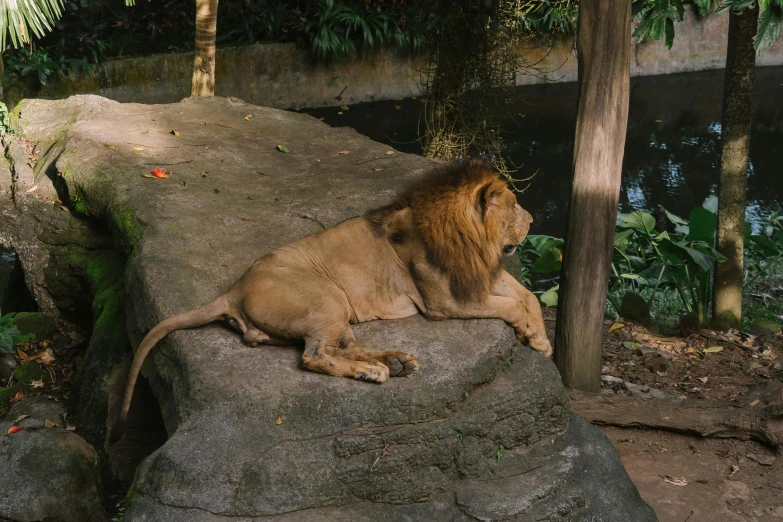 a lion laying on top of a large rock, sitting on the edge of a bed, jungle setting, in the zoo exhibit, screensaver