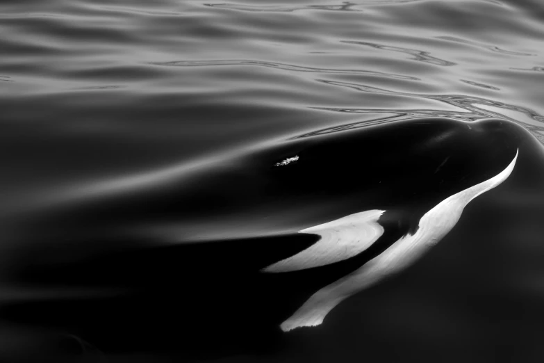 a black and white photo of a whale in the water, by Matija Jama, unsplash, lying on an abstract, 15081959 21121991 01012000 4k, long thick shiny black beak, oil on water