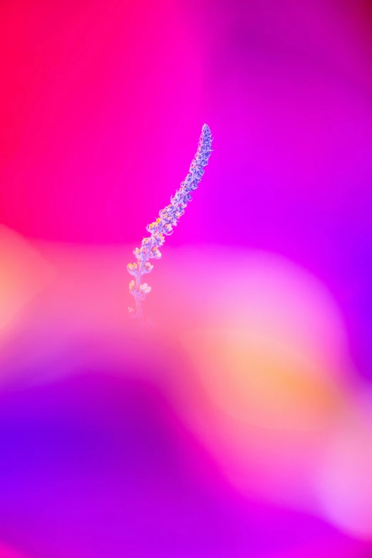 a close up of a flower with a blurry background, by Doug Ohlson, lyrical abstraction, neon gradient, 🌺 cgsociety, unicorn horn, particles light