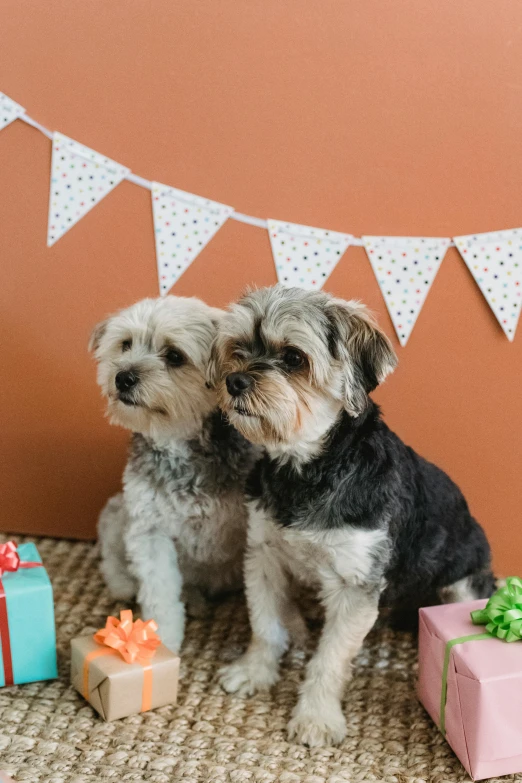 a couple of small dogs sitting next to each other, a portrait, by Lucette Barker, trending on unsplash, birthday card, decorations, square, brown