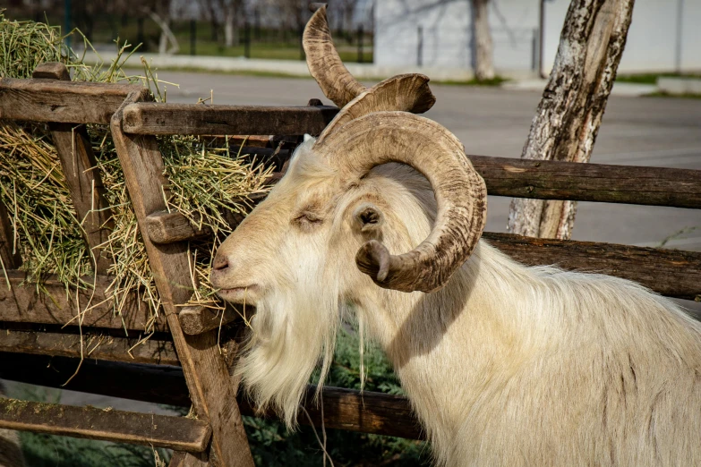 a goat standing next to a pile of hay, pexels contest winner, very long white beard and hair, eating outside, romanian, 🦩🪐🐞👩🏻🦳