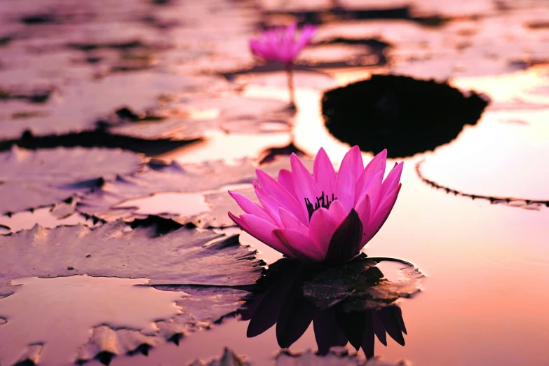 a pink flower sitting on top of a body of water, a picture, in the evening, in a pond