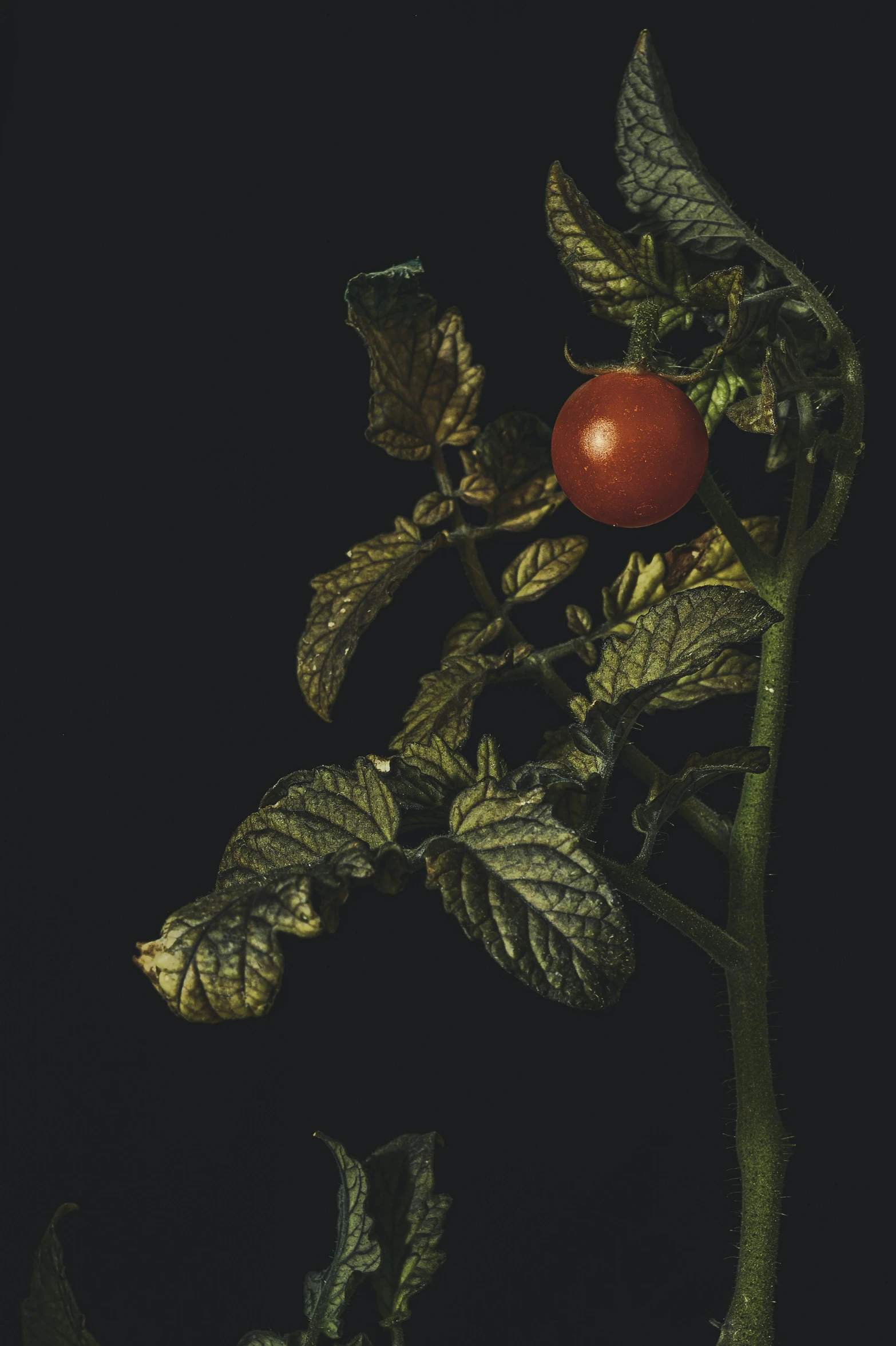 a close up of a tomato on a plant, a still life, inspired by Elsa Bleda, photorealism, dark photograph, illuminated, illustration », ap art