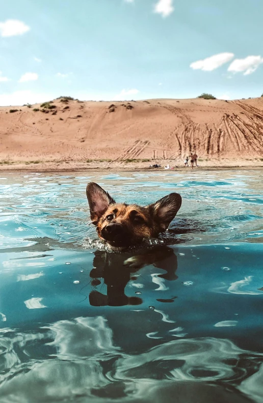 a dog swimming in a body of water, in the middle of the desert