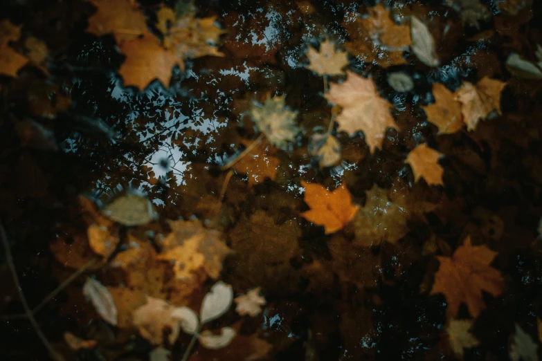 a group of leaves floating on top of a puddle of water, an album cover, by Elsa Bleda, pexels contest winner, muted browns, 15081959 21121991 01012000 4k, thumbnail, woodland