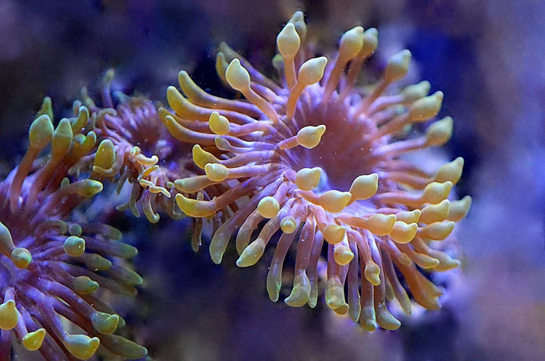 a couple of sea anemons that are next to each other, flickr, purple and yellow, vibrant corals, subtle detailing, psychedelic fern