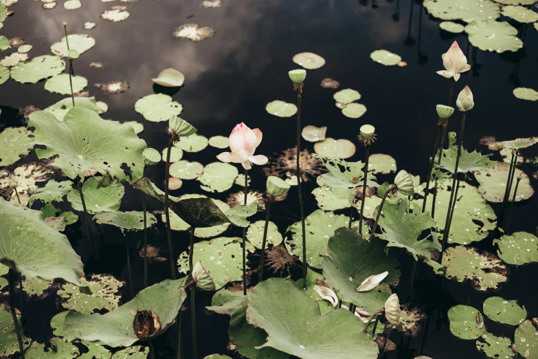 a pond filled with lots of green leaves, unsplash, hurufiyya, pink lotus queen, alessio albi, sydney park, 2000s photo