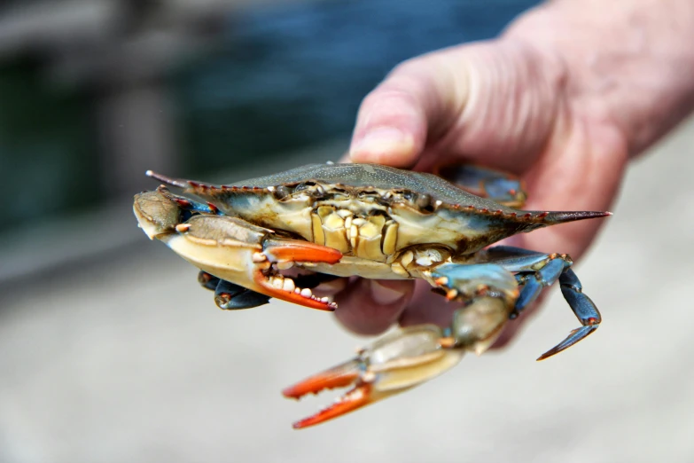 a close up of a person holding a crab, unsplash, picton blue, exterior shot, six arms, male and female