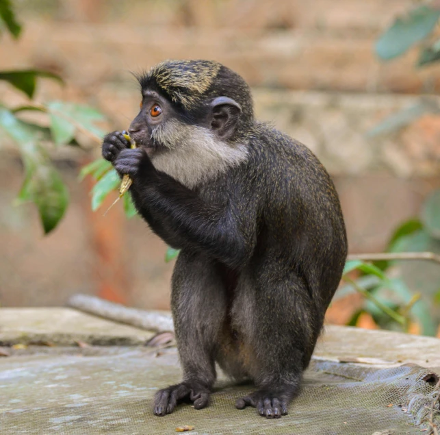 a monkey that is sitting on a rock, sitting on a log, eating outside, multicoloured, subtle detailing