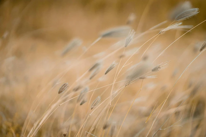 tall grass blowing in the wind in a field, by David Simpson, trending on unsplash, art photography, brown stubble, malt, gold, white