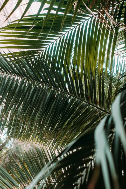 the sun shines through the leaves of a palm tree, inspired by Elsa Bleda, unsplash, archways made of lush greenery, profile image, coconuts, roof with vegetation