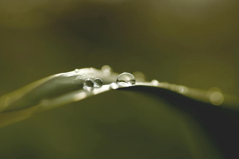a close up of a leaf with water droplets on it, a macro photograph, unsplash, paul barson, blurred, detailed grass, detailed product photo