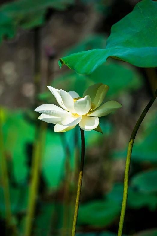 a white flower sitting on top of a lush green field, lotus pond, paul barson, sri lanka, colour photograph