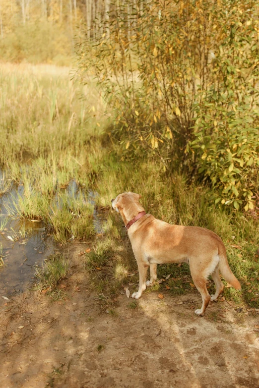 a brown dog standing on top of a dirt road, sitting at a pond, in the grass