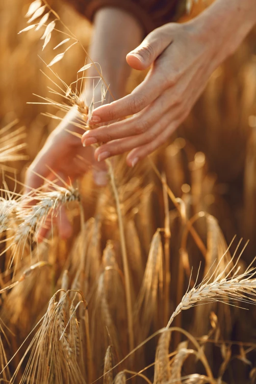 a person standing in a field of wheat, pexels contest winner, symbolism, hands reaching for her, beautiful raking sunlight, mineral grains, softly lit