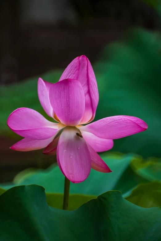 a pink flower sitting on top of a green leaf, sitting on a lotus flower, paul barson, photograph taken in 2 0 2 0, ben lo