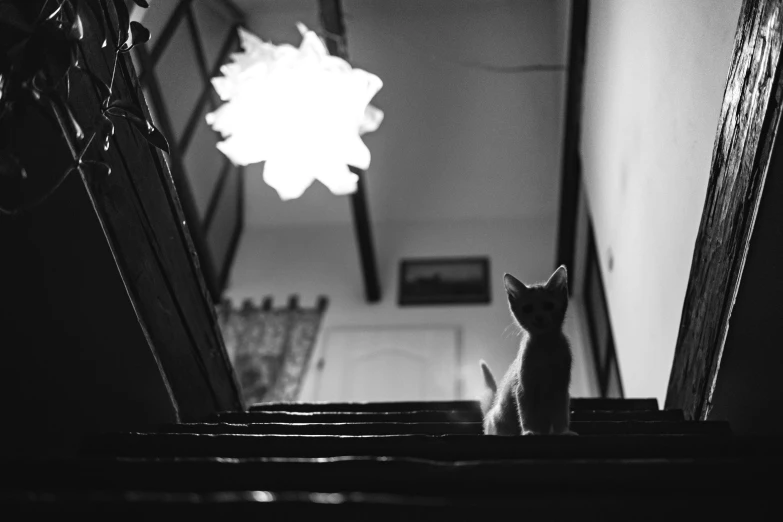 a black and white photo of a cat sitting on some stairs, unsplash, nightlight, decoration, mid shot photo