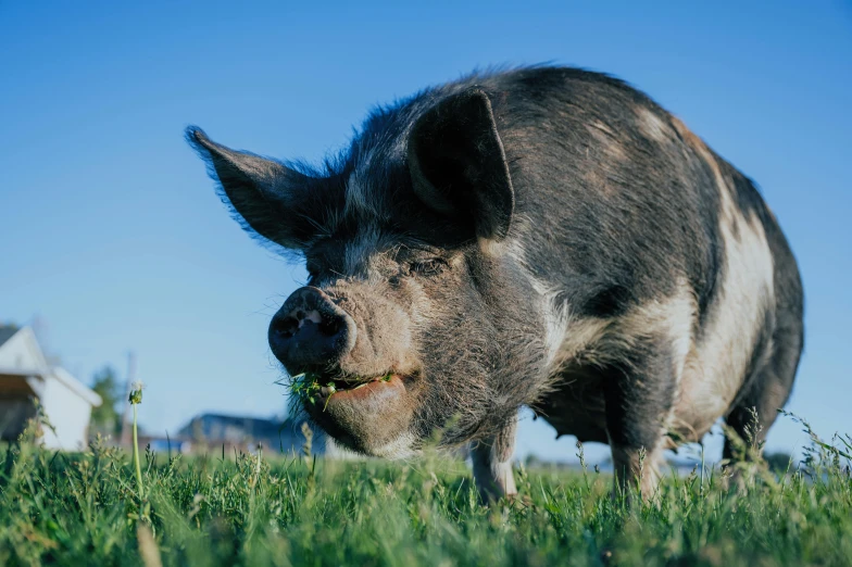 a pig standing on top of a lush green field, picton blue, profile image