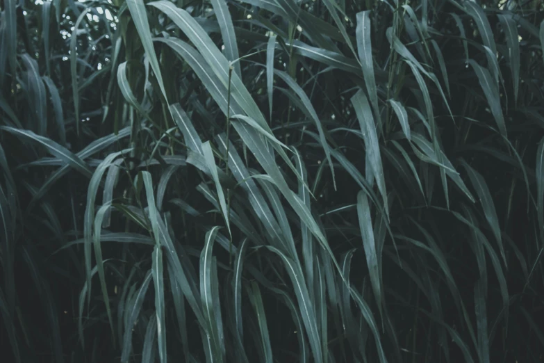 a fire hydrant sitting in the middle of a lush green field, an album cover, inspired by Elsa Bleda, unsplash, visual art, chest covered with palm leaves, willow plant, alessio albi, texture details
