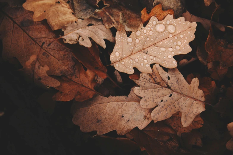 a bunch of leaves with water droplets on them, by Niko Henrichon, trending on unsplash, brown colours, vintage photo, october, photorealistic”