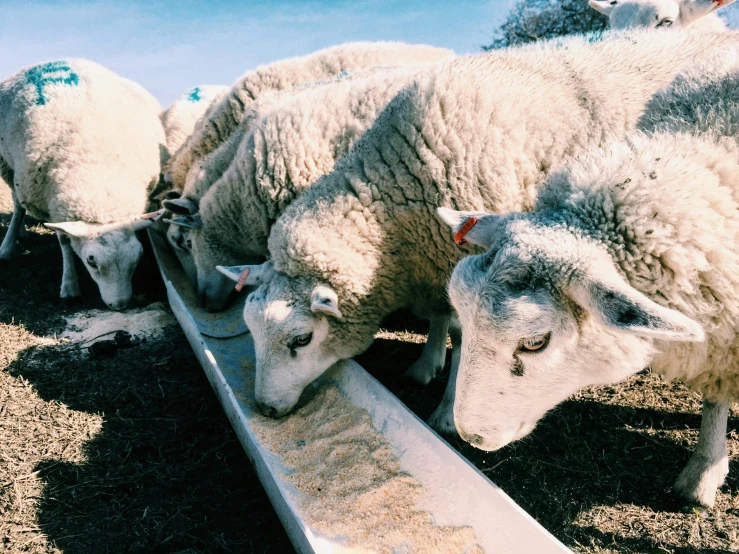 a group of sheep eating out of a trough, trending on unsplash, fan favorite, australian, milk, instagram story