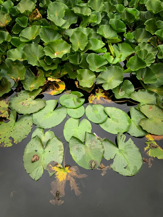 a pond filled with lots of green water plants, an album cover, unsplash, high angle close up shot, black lotus, high quality photo, made of leaves