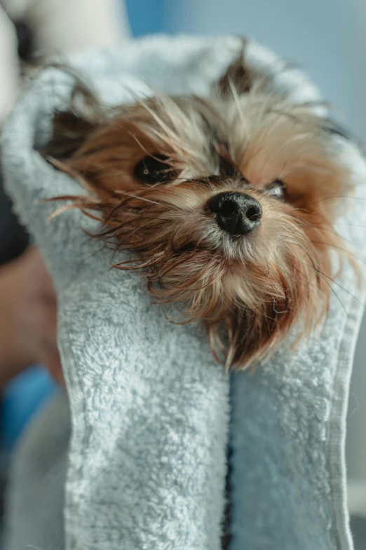 a small dog is wrapped in a towel, a portrait, unsplash, extremely detailed frontal angle, square, spiky, high-quality photo