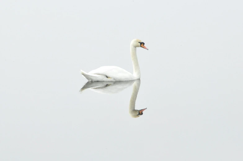 a white swan floating on top of a body of water, by Paul Bird, pexels contest winner, minimalism, mirrored, set against a white background, taken with canon 5d mk4, portrait of a small