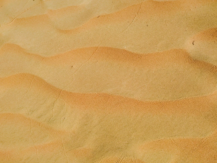 a bird sitting on top of a sandy beach, an album cover, trending on unsplash, texture of sand, folds, highly detailed close up shot, ochre