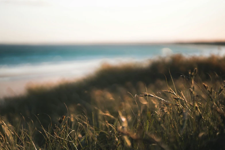 a field of grass next to a body of water, unsplash, australian beach, softly lit, beaches, instagram photo