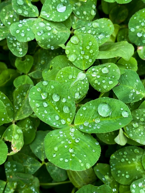 a bunch of green leaves with water droplets on them, background full of lucky clovers, promo image, thumbnail, a high angle shot