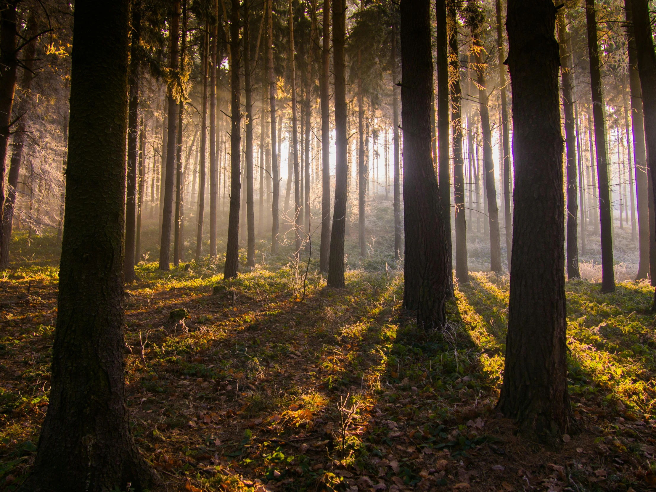 the sun shines through the trees in a forest, pexels contest winner, romanticism, ((forest)), morning lighting, multiple stories, forest floor