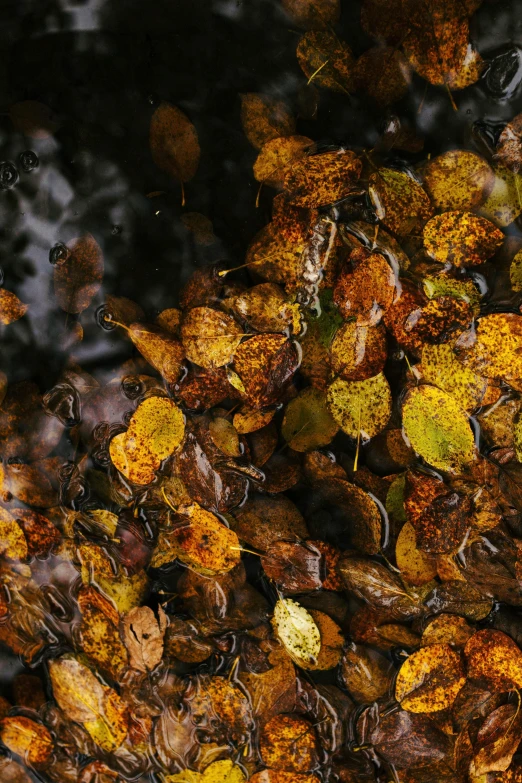 a bunch of leaves floating on top of a body of water, color ( sony a 7 r iv, earthy colors, dynamic closeup, seasonal