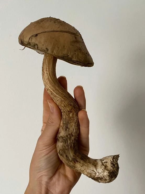 a person holding a mushroom in their hand, by Ellen Gallagher, large tall, 0, taxidermy, alessio albi