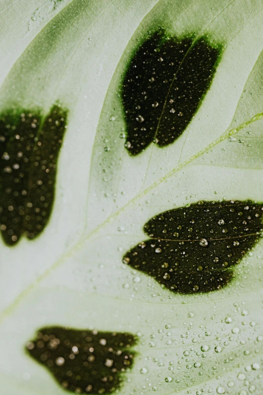 a close up of a leaf with water droplets on it, a macro photograph, trending on pexels, photorealism, botanical herbarium paper, acanthus, green and white, detailed product image