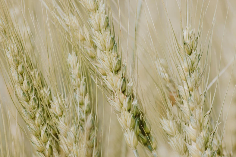 a close up of a bunch of wheat in a field, by Adam Marczyński, trending on unsplash, fan favorite, background image, mineral grains, profile image