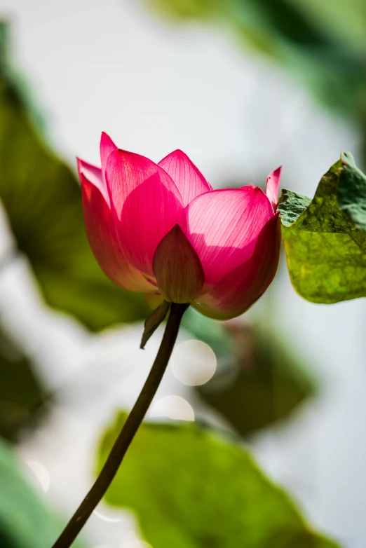 a pink flower with green leaves in the background, a picture, by Reuben Tam, unsplash, arabesque, lotus, afternoon light, crimson, paul barson