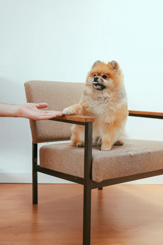 a person petting a small dog on a chair, pexels contest winner, ready for a meeting, mid air, square, pomeranian mix