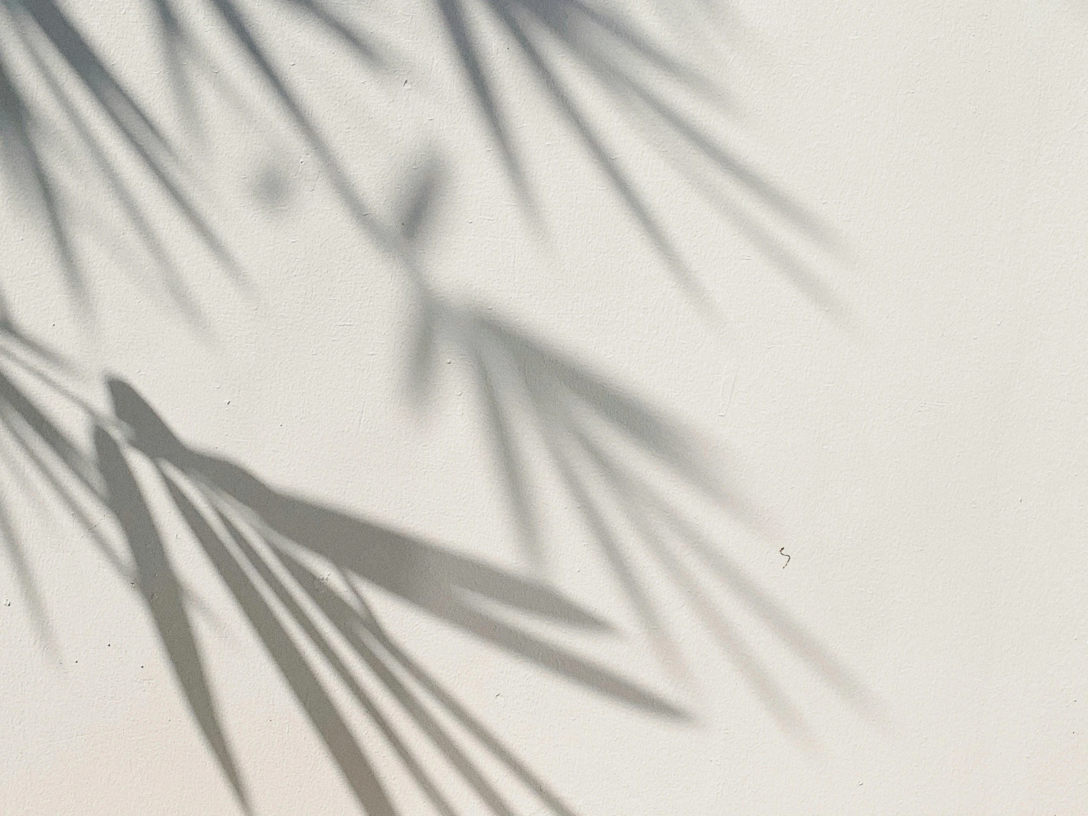 the shadow of a palm tree on a white wall, trending on pexels, background image, contre - jour, willow plant, light scatter