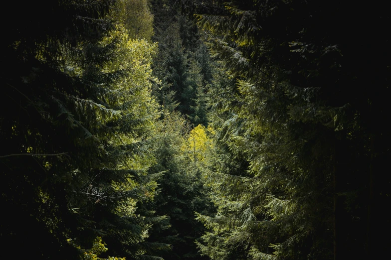 a person riding a horse through a forest, a picture, inspired by Elsa Bleda, unsplash contest winner, renaissance, spruce trees, green and yellow, ((trees)), seen from above