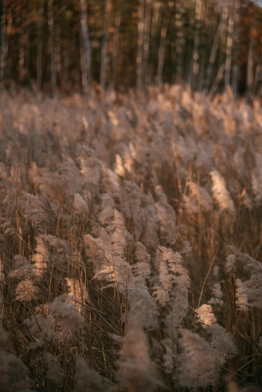 a field of tall grass with trees in the background, inspired by Elsa Bleda, unsplash contest winner, tonalism, soft light 4 k in pink, golden hour 8k, medium format, backlit fur