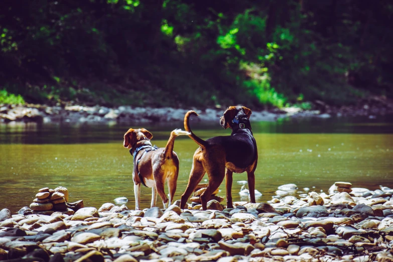 a couple of dogs that are standing in the water, by Niko Henrichon, pexels contest winner, on a riverbank, 15081959 21121991 01012000 4k, lush nature, boxer
