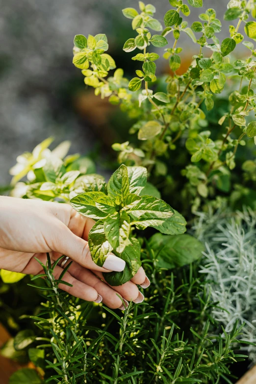 a close up of a person holding a plant, light greens and whites, ivy's, premium quality, herbs